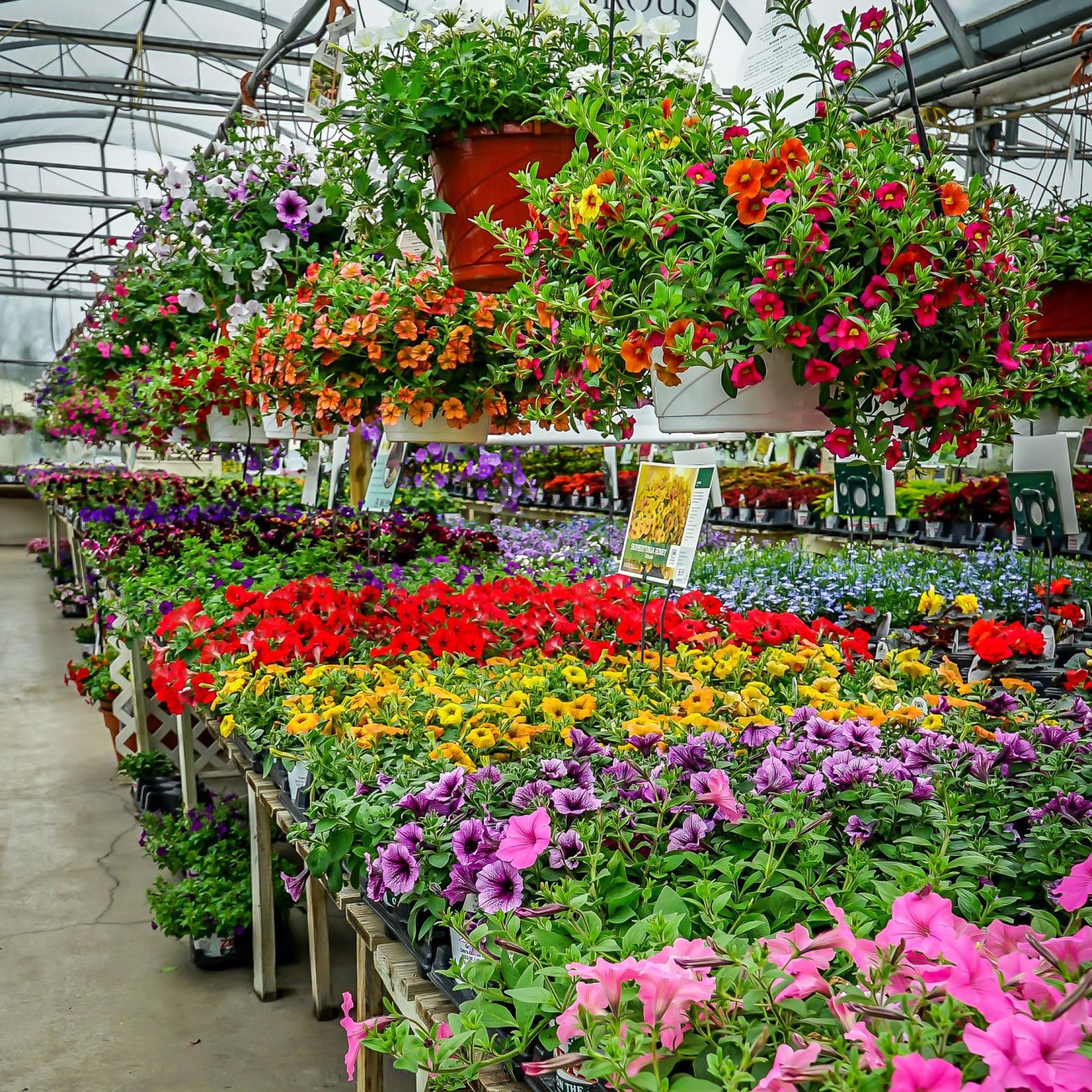 Zehrs-flowers